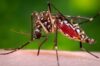 Future Trends: Smart Mosquitos, Microscopes, and Blood Cells